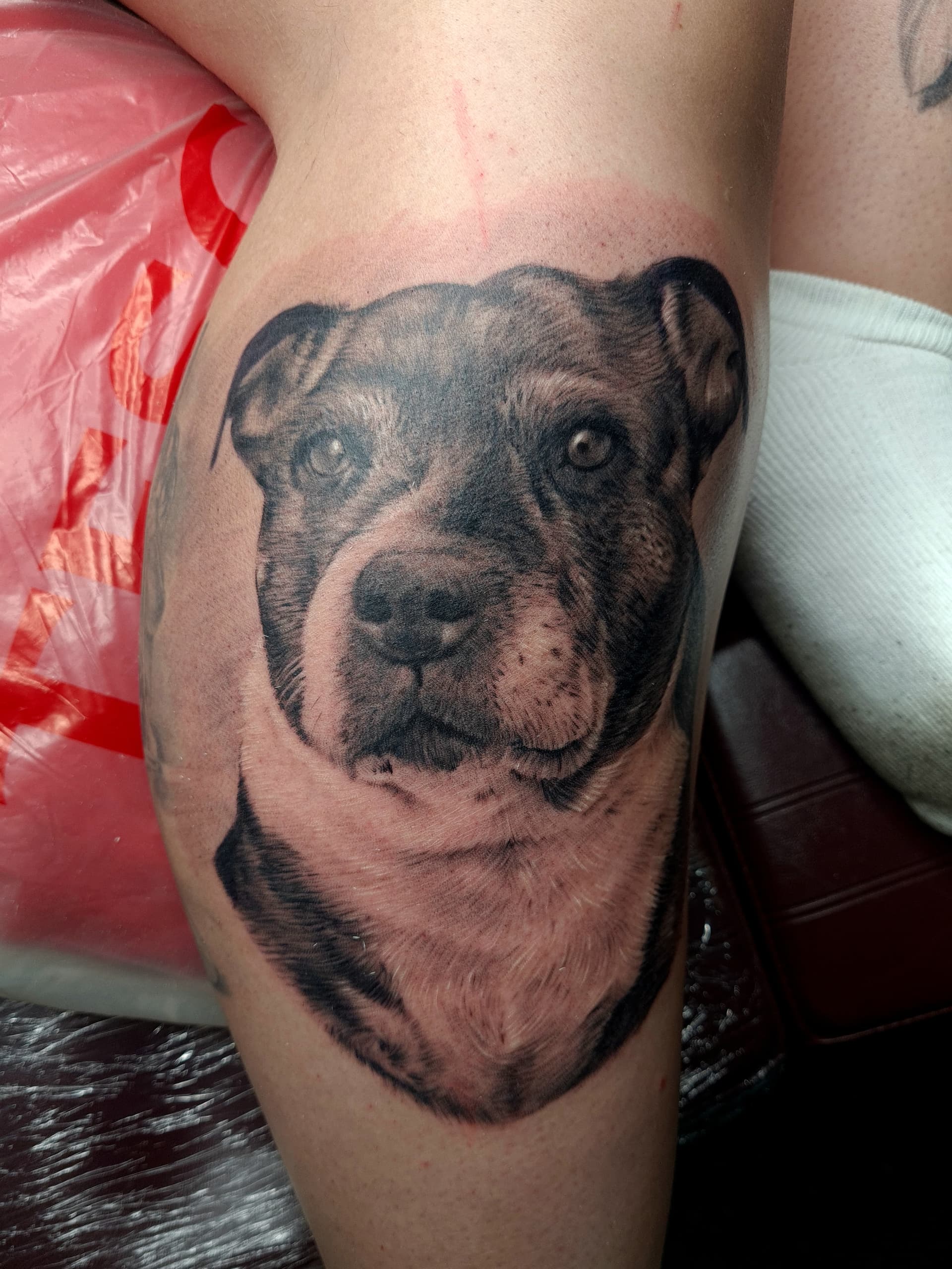 Black and grey realism tattoo of a dog's face portrait on the upper arm