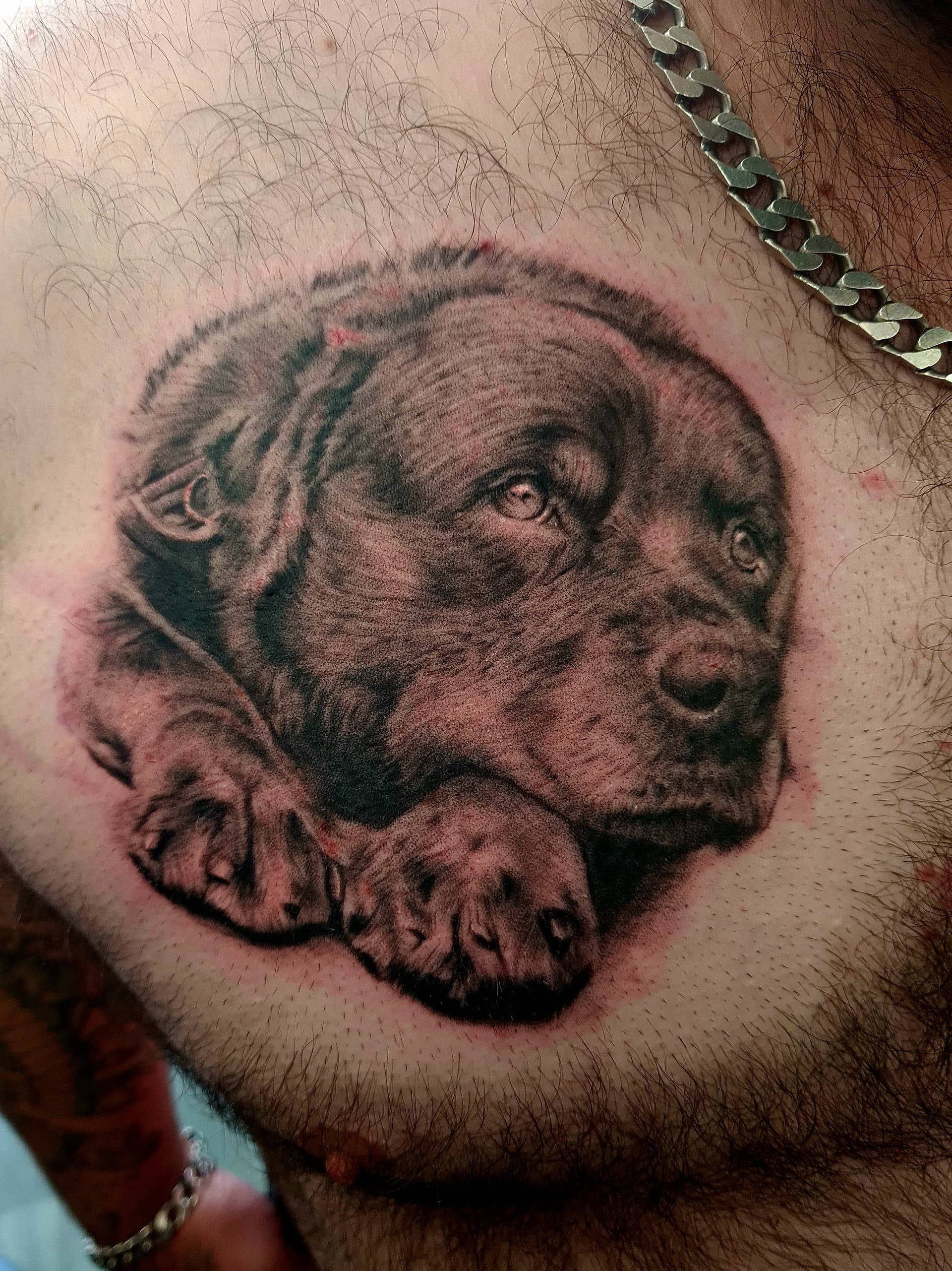 Black and grey realism tattoo of a dog's head resting on its paws on the chest