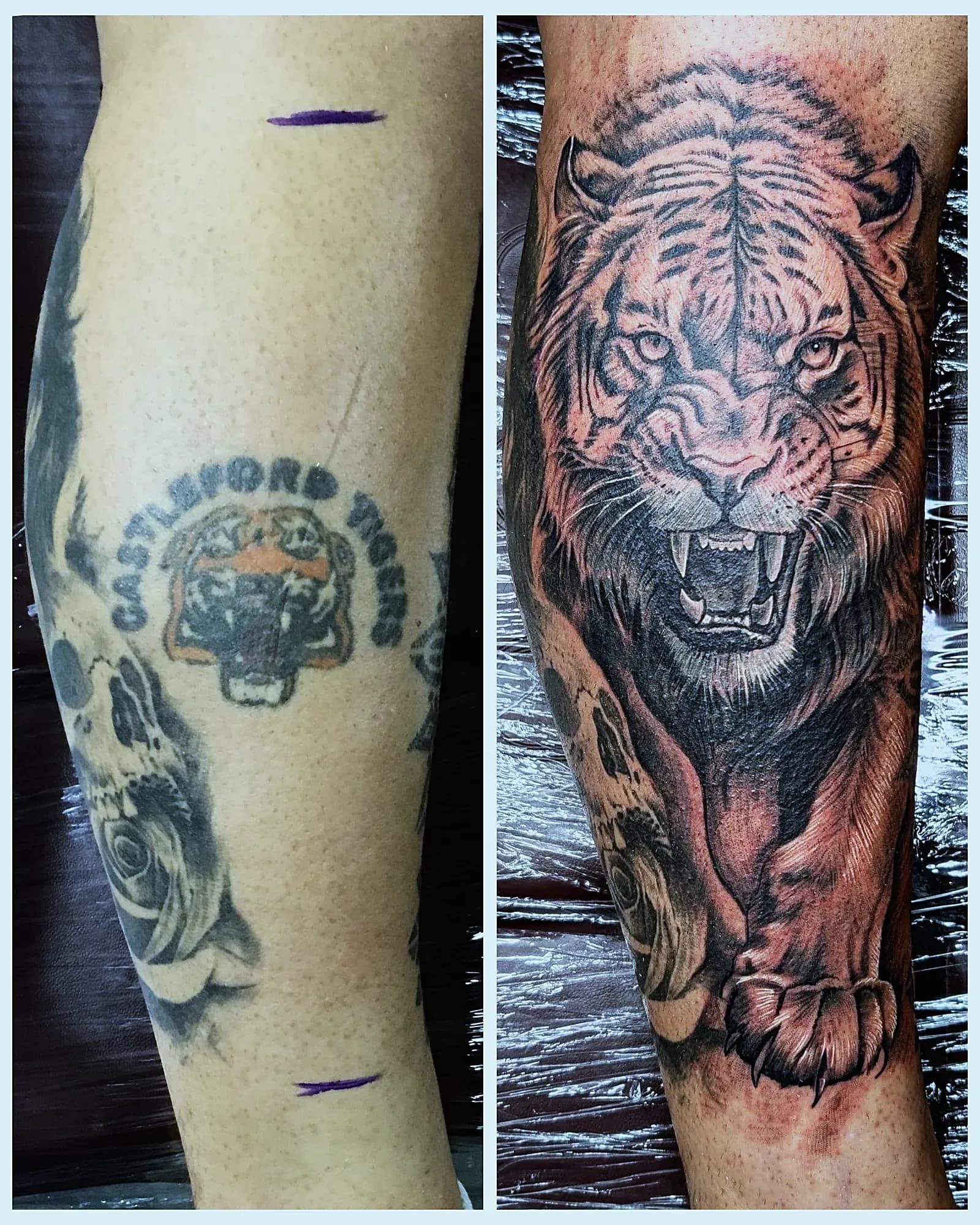 Before and after of a black and grey prowling tiger covering an old coloured rugby club badge on the lower leg.