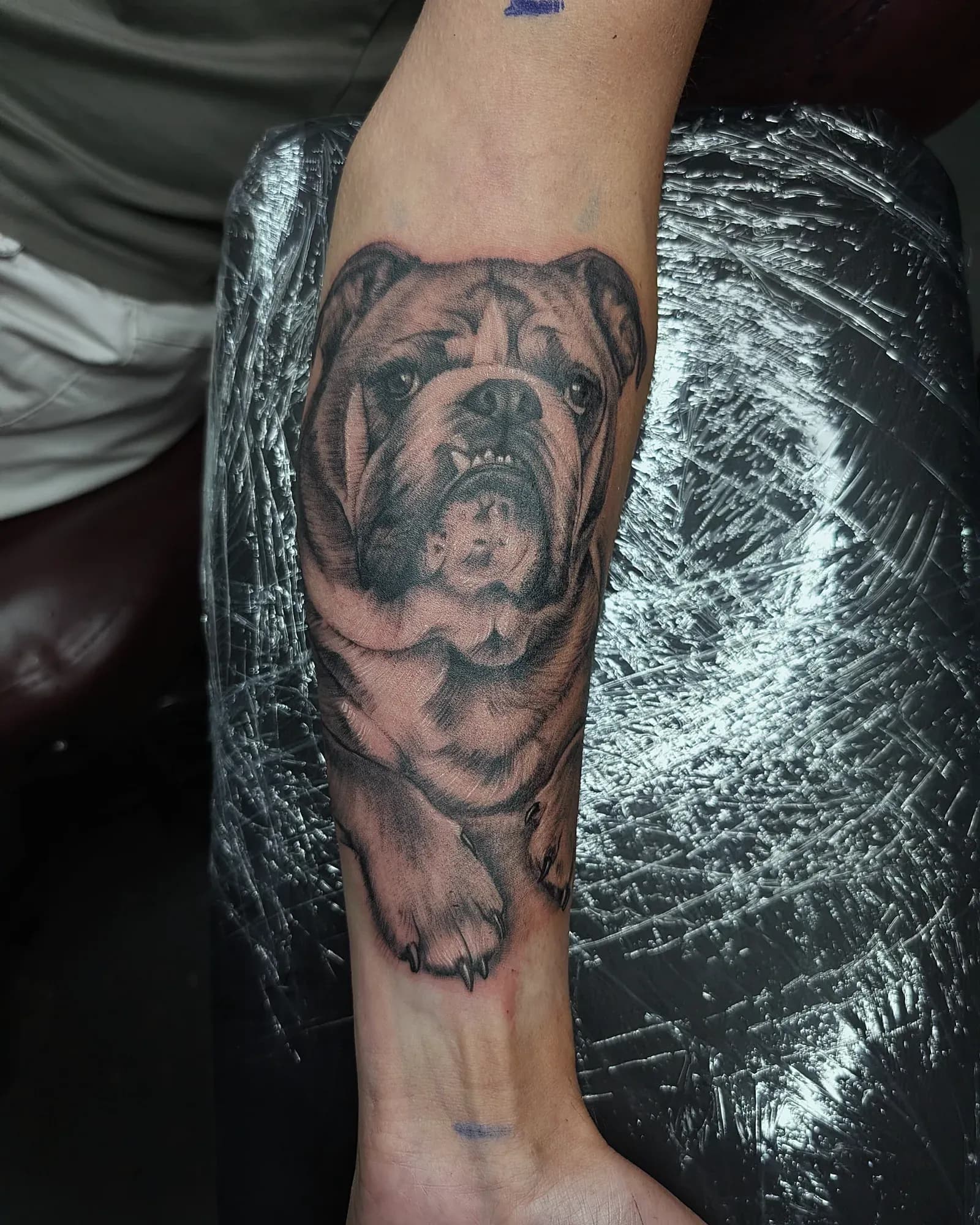 Black and grey realism bulldog portrait tattoo on the inner left forearm, freshly finished