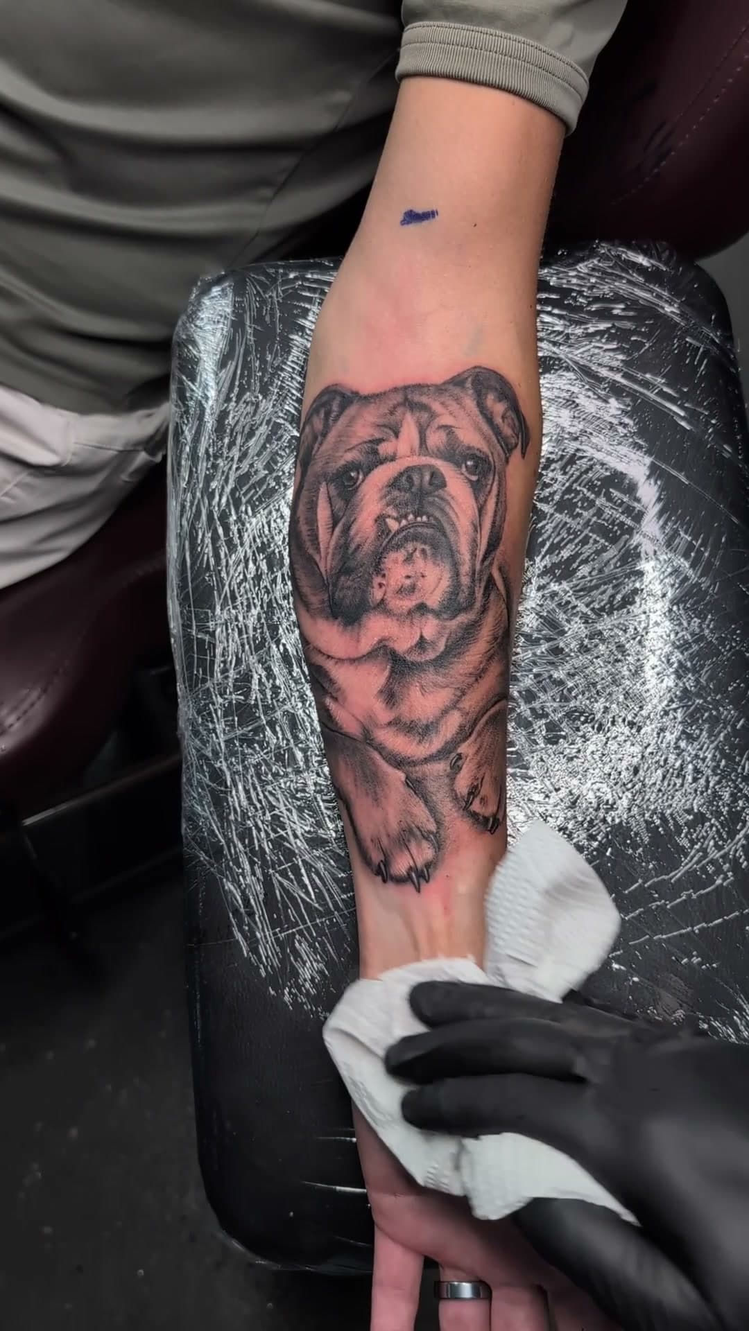 Realistic bulldog portrait forearm tattoo, stencil to reveal — cover photo